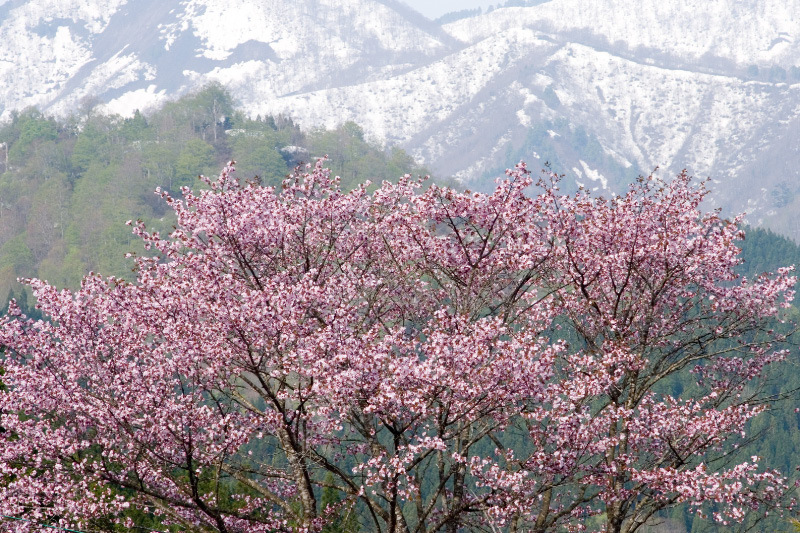 長野県栄村 残雪と山桜