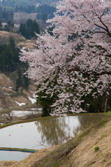 里山の春　山古志の桜