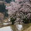 里山の春　山古志の桜