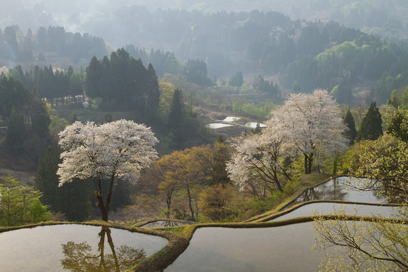 十日町松代　儀明の桜