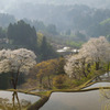 十日町松代　儀明の桜