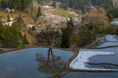 松代儀明桜1