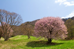 桜満喫　西蔵王牧場