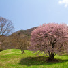 桜満喫　西蔵王牧場