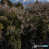 富士山の水が染み出す白糸の滝