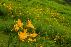 志賀高原　東館山高山植物園　その２