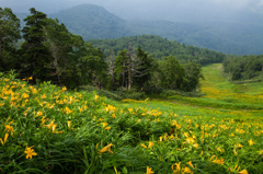 志賀高原　東館山高山植物園