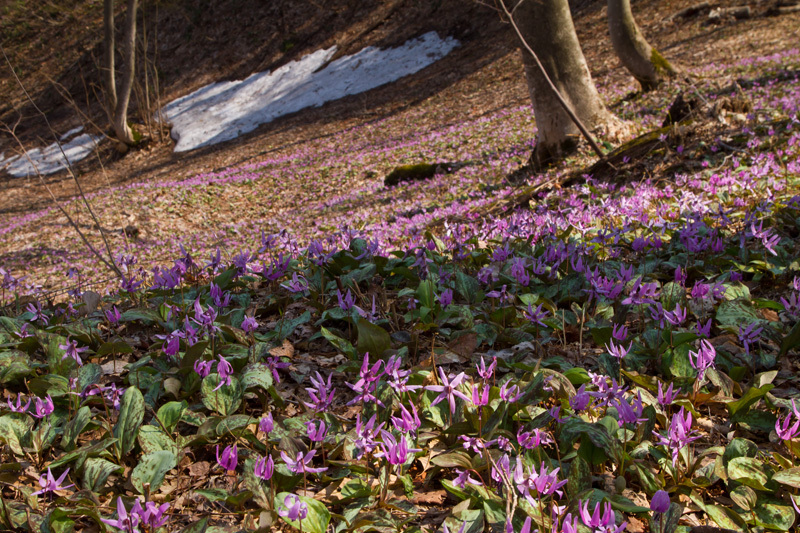 カタクリ敷きつめる