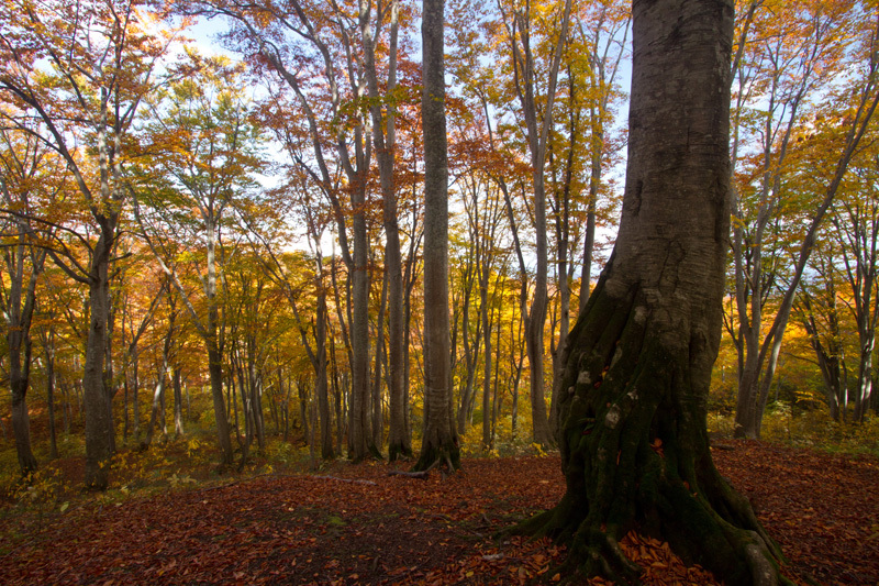 天水越ブナ林紅葉２