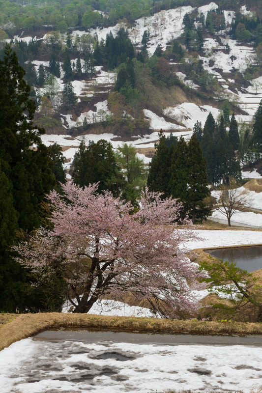 棚田に咲く桜