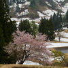 棚田に咲く桜