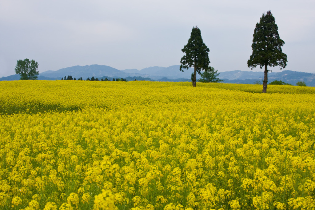 山本山高原