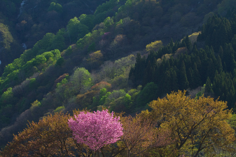 山形県小玉川小中学校