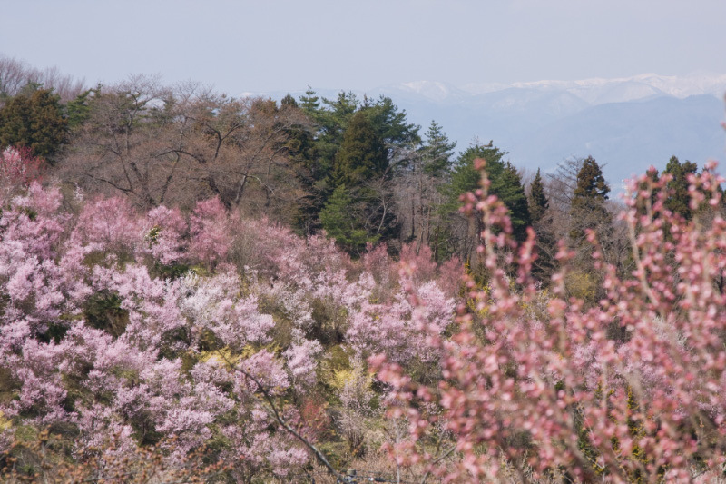 福島市花見山