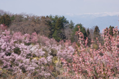 福島市花見山