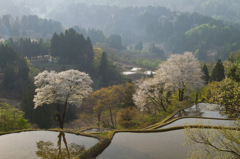 十日町市儀明の桜