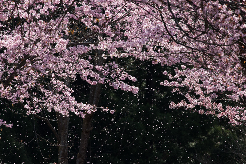 桜シャワー