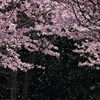 桜シャワー
