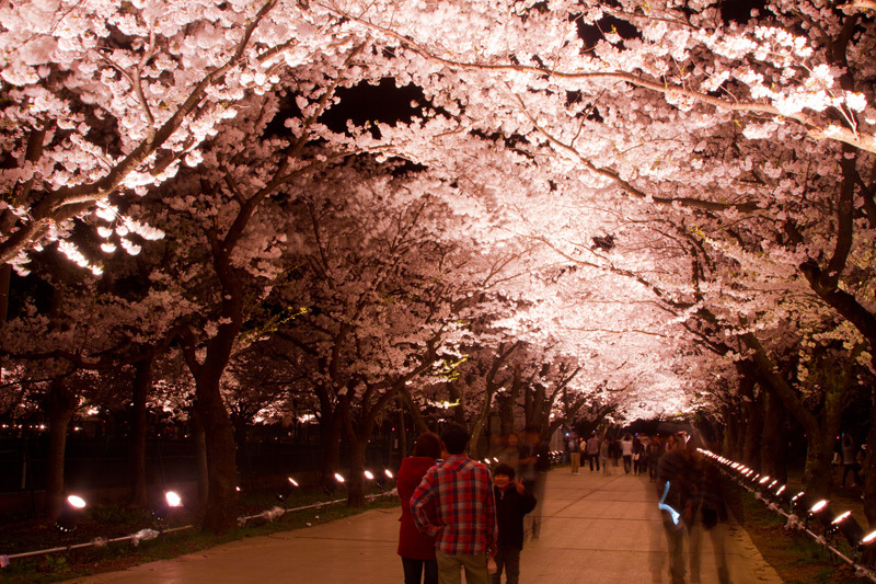 日本３大夜桜　高田公園02