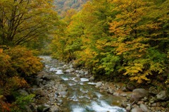 山形県小国町　温身平01