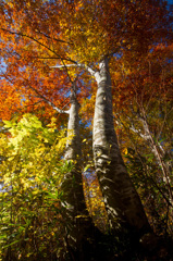 天水越ブナ林紅葉