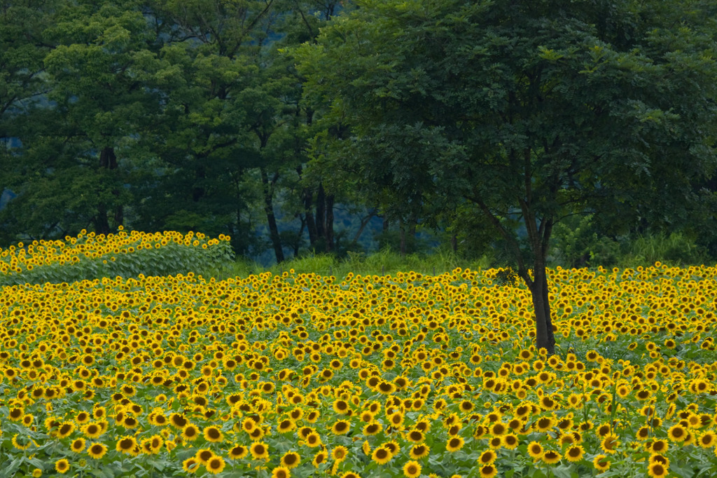 夏顔一面