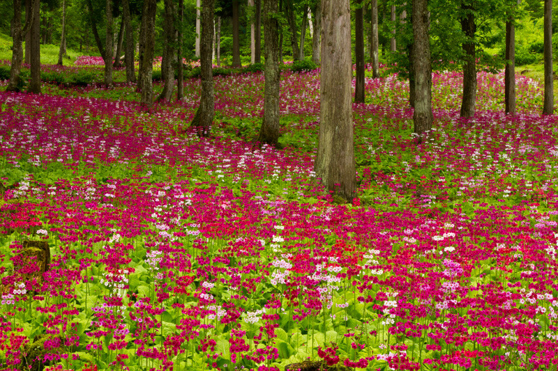 花の森四十八滝山野草花園１