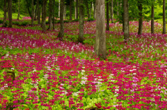 花の森四十八滝山野草花園１