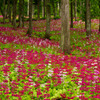 花の森四十八滝山野草花園１