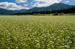 福島県下郷村猿楽高原そばの花Ⅰ