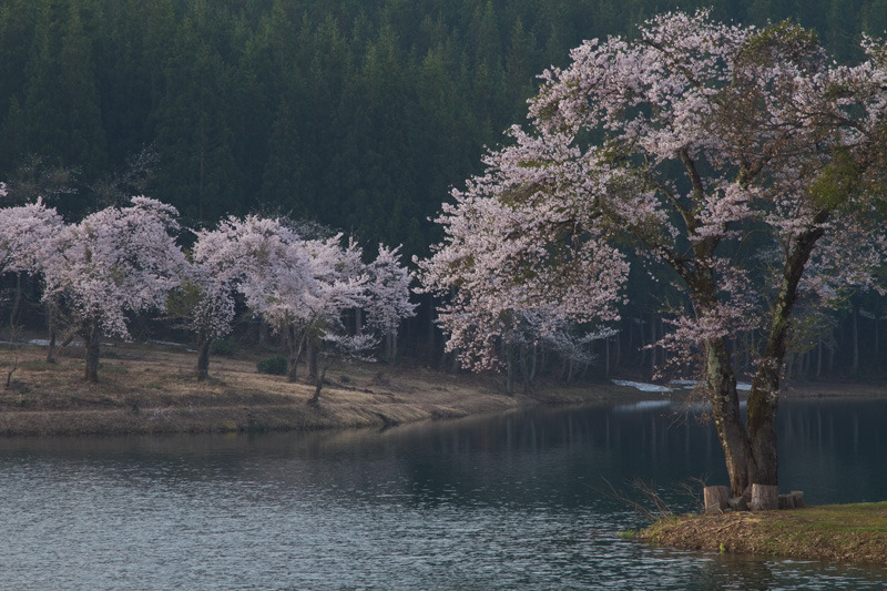 津南町　中子の桜