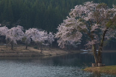 津南町　中子の桜