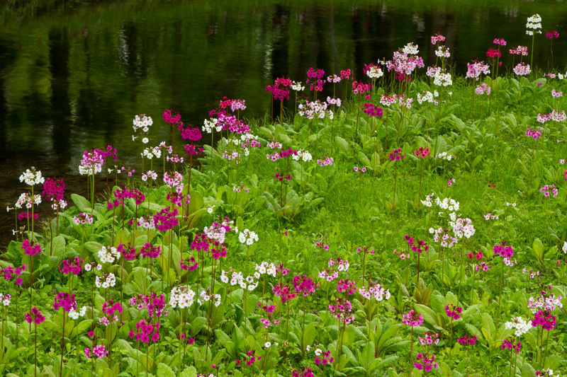 奥日光千手ヶ浜　クリンソウ3