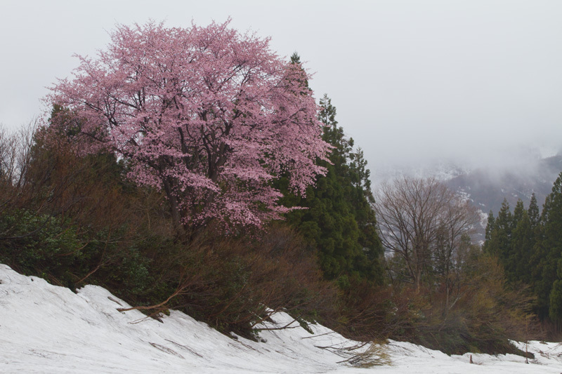 巻機山山麓　忍耐の桜