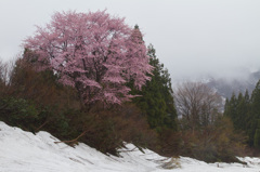 巻機山山麓　忍耐の桜