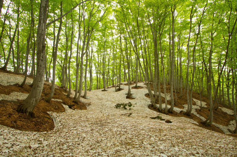 十日町松之山美人林　その2