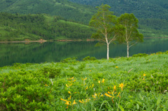 野反湖　キスゲ咲く