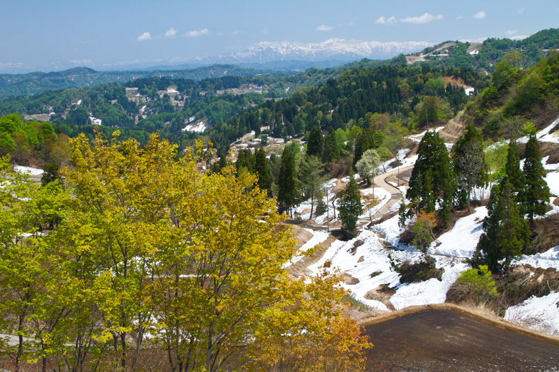 松之山春の彩り