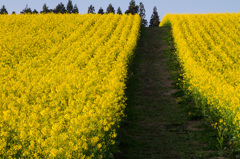 山本山　菜の花満開