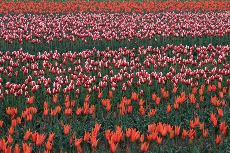 チューリップ王国新潟2