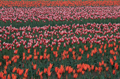 チューリップ王国新潟2