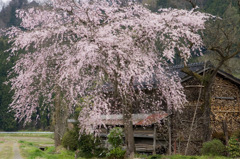 加茂市　しだれ桜