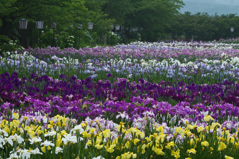 アヤメ諧調　瓢湖