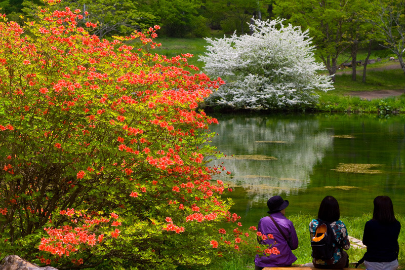 八千穂高原　癒しのひと時　駒出池の初夏