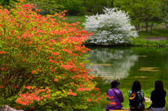 八千穂高原　癒しのひと時　駒出池の初夏