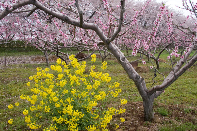 加治川桜公園　桃の花