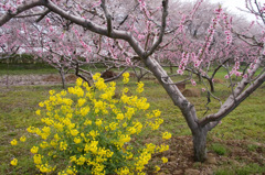 加治川桜公園　桃の花