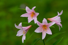 下田　ヒメサユリ