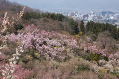 春爛漫