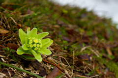 春の合図　関川村鷹巣キャンプ場